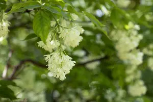 Staphylea colchica - 125-150 CM C20 - image 5