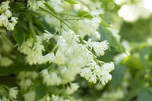 Staphylea colchica - 200-225 CM C20 - image 4