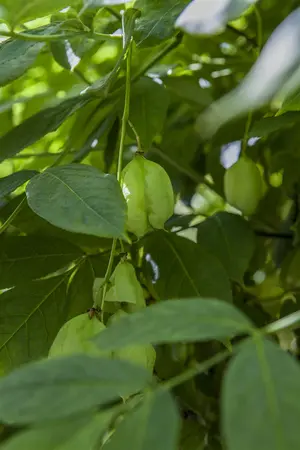 Staphylea pinnata - 60-80 CM C10 - image 1