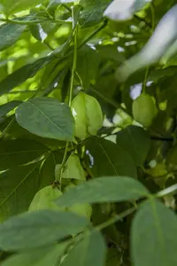 Staphylea pinnata - 60-80 CM C10 - image 5