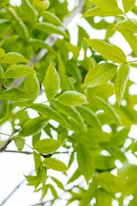 Staphylea pinnata - 60-80 CM C10 - image 3