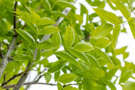 Staphylea pinnata - 60-80 CM C10 - image 2