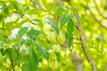 Staphylea pinnata - 60-80 CM C10 - image 4