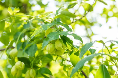 Staphylea pinnata - 60-80 CM C10 - image 5