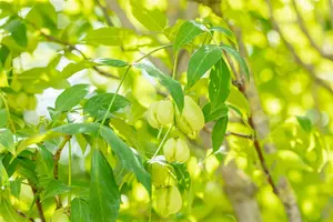 Staphylea pinnata - 60-80 CM C7.5 - image 4