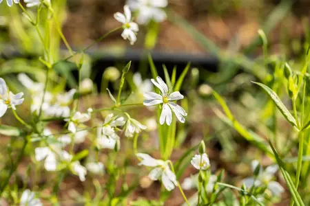 Stellaria holostea - P9 - image 2
