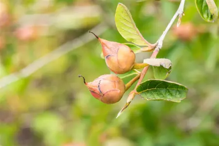 Stewartia pseudocamellia - 125-150 CM C10 - image 2