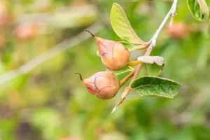 Stewartia pseudocamellia - 125-150 CM C10 - image 2