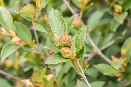 Stewartia pseudocamellia - 200-225 CM RB - image 1