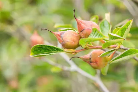 Stewartia pseudocamellia - 200-225 CM RB - image 4
