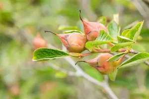 Stewartia pseudocamellia - 200-225 CM RB - image 4