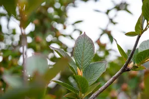 Stewartia pseudocamellia - 125-150 CM C10 - image 5