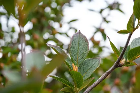 Stewartia pseudocamellia - 200-225 CM RB - image 5