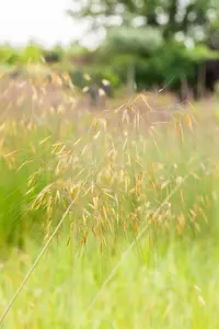 Stipa gigantea - 3 Ltr pot - image 3