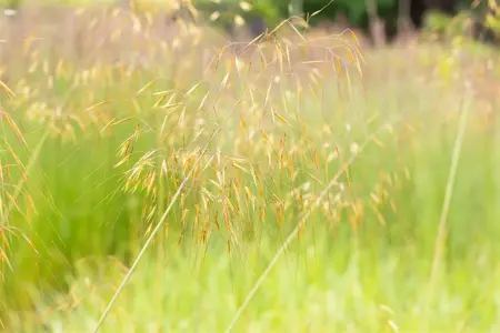 Stipa gigantea - 3 Ltr pot - image 2