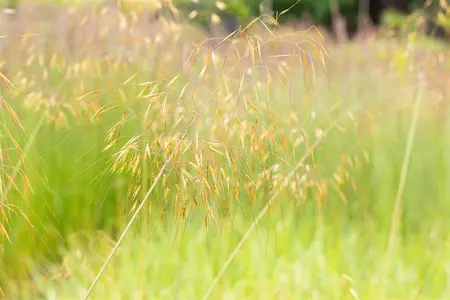 Stipa gigantea - P13 - image 2