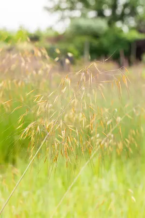 Stipa gigantea 'Senior' - P9 - image 3