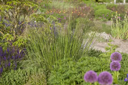 Stipa gigantea 'Senior' - P9 - image 1