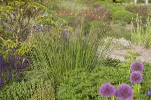 Stipa gigantea 'Senior' - P9 - image 1
