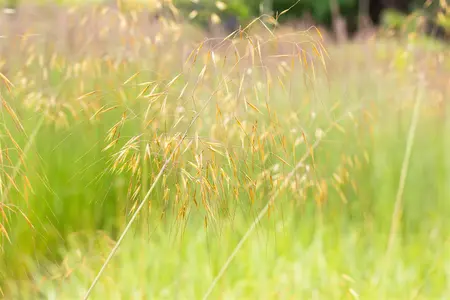 Stipa gigantea 'Senior' - P9 - image 2