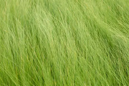 Stipa tenuifolia - P9 - image 2