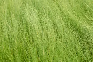 Stipa tenuifolia - P9 - image 2
