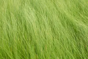 Stipa tenuifolia - P13 - image 2
