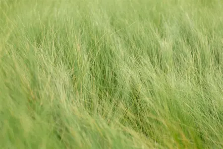 Stipa tenuifolia - P9 - image 1