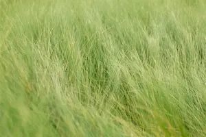 Stipa tenuifolia