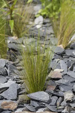 Stipa tenuissima - 2 Ltr pot - image 2