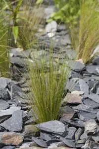 Stipa tenuissima - 2 Ltr pot - image 2
