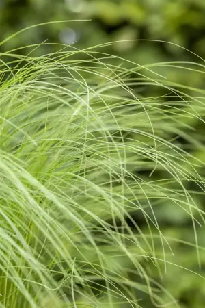 Stipa tenuissima - 2 Ltr pot - image 4