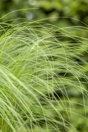 Stipa tenuissima - P13 - image 4