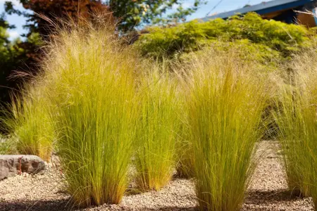 Stipa tenuissima - 2 Ltr pot - image 5