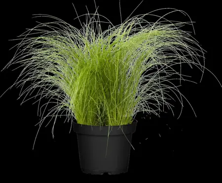 Stipa tenuissima - 2 Ltr pot - image 3