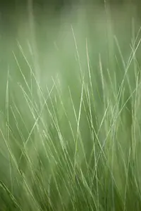 Stipa tenuissima 'Ponytails' - 10 Ltr pot - image 5