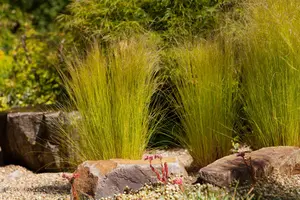 Stipa tenuissima 'Ponytails' - 10 Ltr pot - image 5