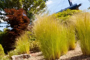 Stipa tenuissima 'Ponytails' - 10 Ltr pot - image 4