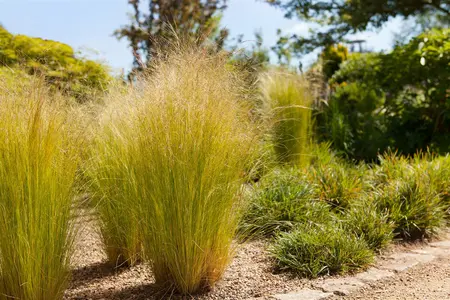 Stipa tenuissima 'Ponytails' - 10 Ltr pot - image 3