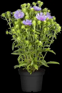 Stokesia laevis