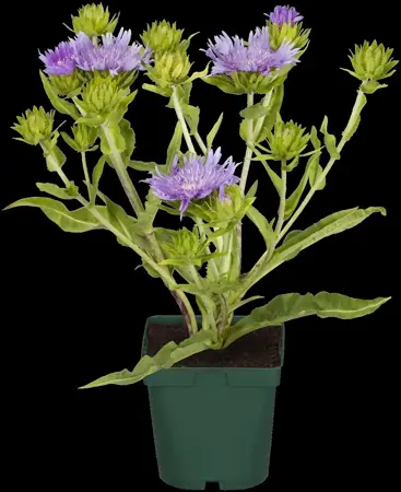 Stokesia laevis - 2 Ltr pot - image 4