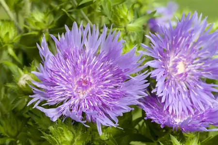 Stokesia laevis - 2 Ltr pot - image 2