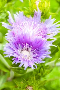 Stokesia laevis 'Alba' - P11 - image 2