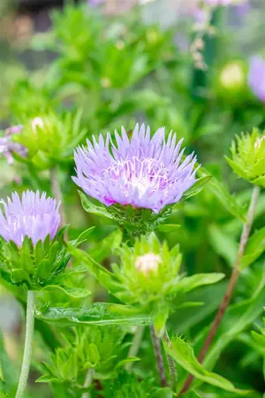 Stokesia laevis 'Alba' - P11 - image 3