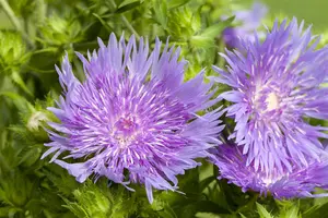 Stokesia laevis 'Mel's Blue' - 2 Ltr pot - image 2