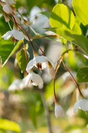 Styrax jap. 'Fragrant Fountain' - 175-200  CM C20 - image 2