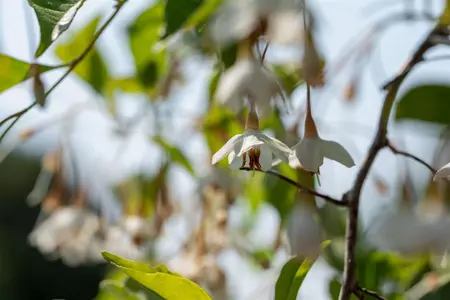 Styrax jap. 'Fragrant Fountain' - 175-200  CM C20 - image 1