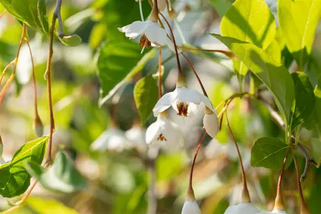 Styrax jap. 'Fragrant Fountain' - 175-200  CM C20 - image 3
