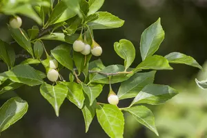 Styrax japonicus - STDS 12-14 CM CONT FTH. - image 2