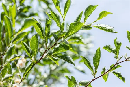 Styrax japonicus - 200-225 CM RB - image 3